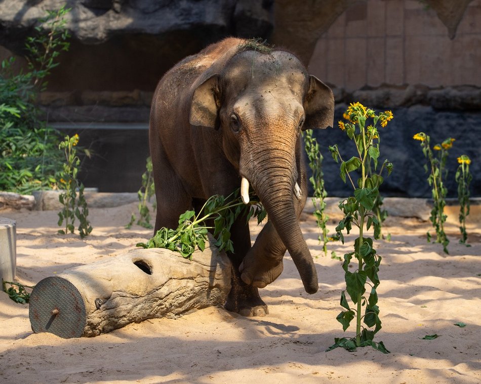 Łódzkie olbrzymy świętują! Dzień Słonia w Orientarium Zoo Łódź
