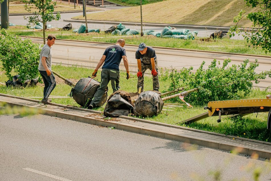 Nowe drzewa przy Wyszyńskiego w Łodzi. Lato na Retkini będzie jeszcze bardziej zielone