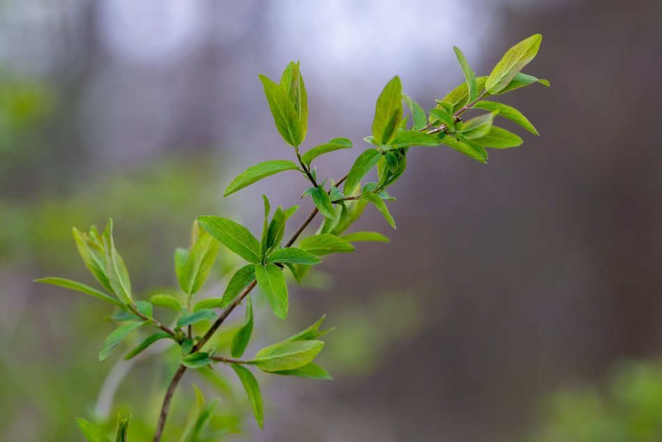 Wiosenny Ogród Botaniczny w Łodzi. Spacer wśród budzącej się do życia przyrody