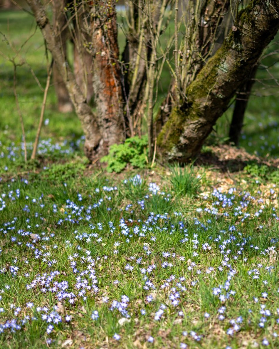 Wiosenny Ogród Botaniczny w Łodzi. Spacer wśród budzącej się do życia przyrody