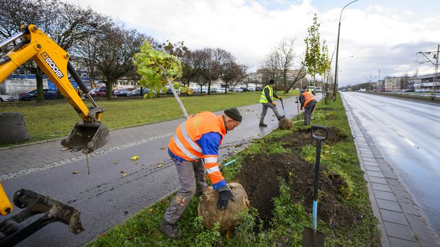 Przy Paderewskiego w Łodzi przybywa drzew. Ponad 40 nowych nasadzeń! [ZDJĘCIA]