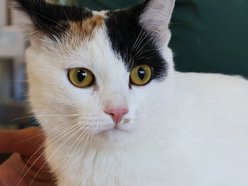 Tosia szuka swojego ktosia. Kotka czeka cierpliwie w schronisku w Łodzi