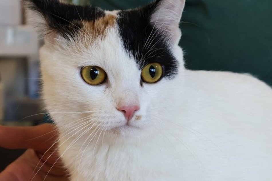 Tosia szuka swojego ktosia. Kotka czeka cierpliwie w schronisku w Łodzi