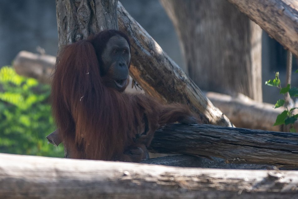 Orangutany hasają już na dworze! Nowy wybieg dla zwierzaków w Orientarium Zoo Łódź