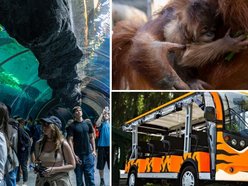 Majówka w Orientarium Zoo Łódź. Nowa zniżka, melex tygrysek, malutki orangutan