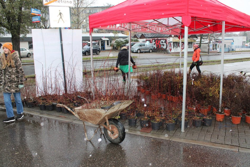 Sadzenie krzewów wzdłuż ulicy Retkińskiej