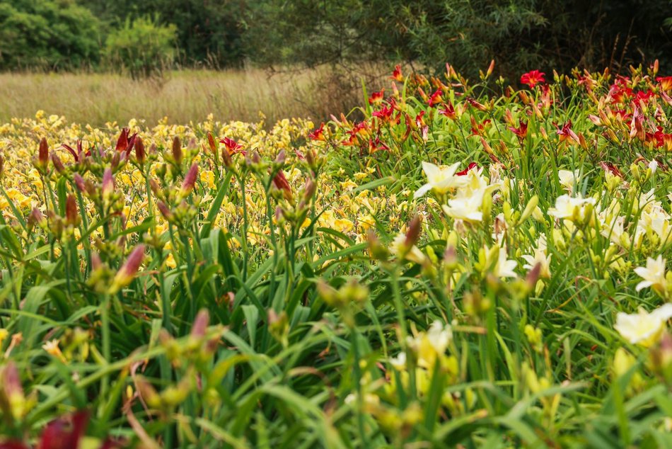 Łódź. Liliowce zachwycają w Ogrodzie Botanicznym w Łodzi. Widok zapierający dech!