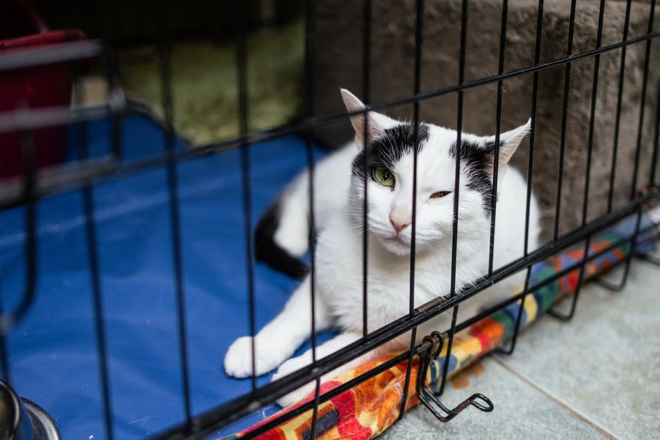 Łódź. Kocie walentynki w schronisku w Łodzi. Zobacz zdjęcia ze spotkania adopcyjnego