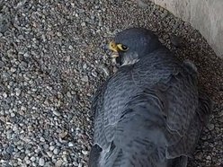 Hej, sokoły!! Para ptaków wędrownych złożyła jaja na kominie EC3! Zajrzyj im do gniazda!