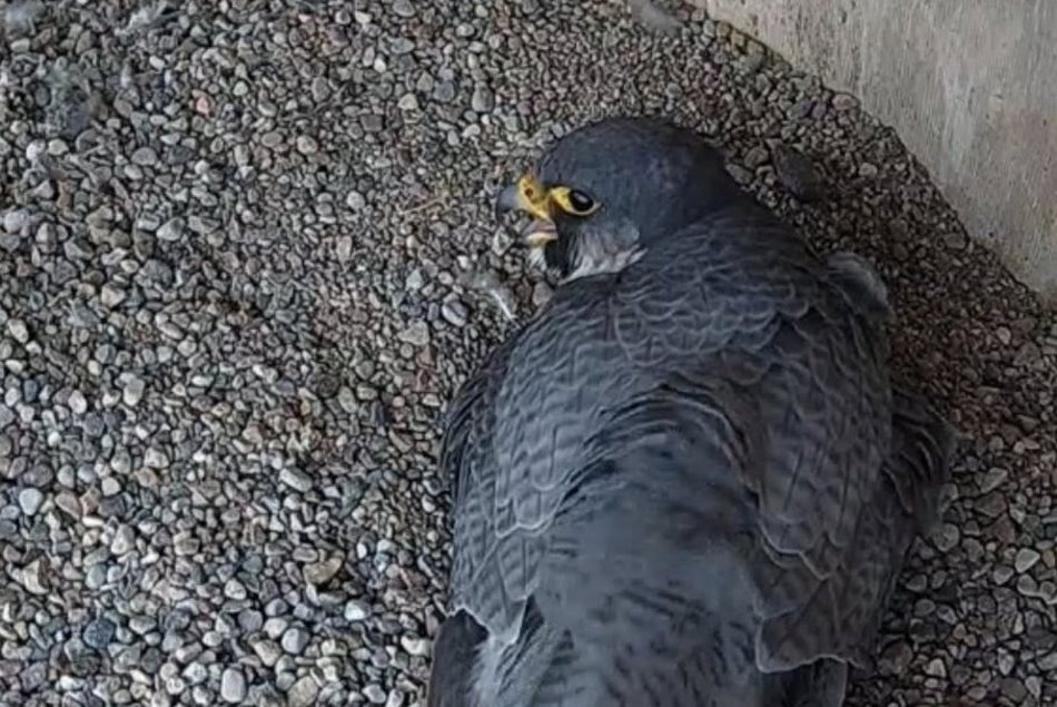 Hej, sokoły!! Para ptaków wędrownych złożyła jaja na kominie EC3! Zajrzyj im do gniazda!