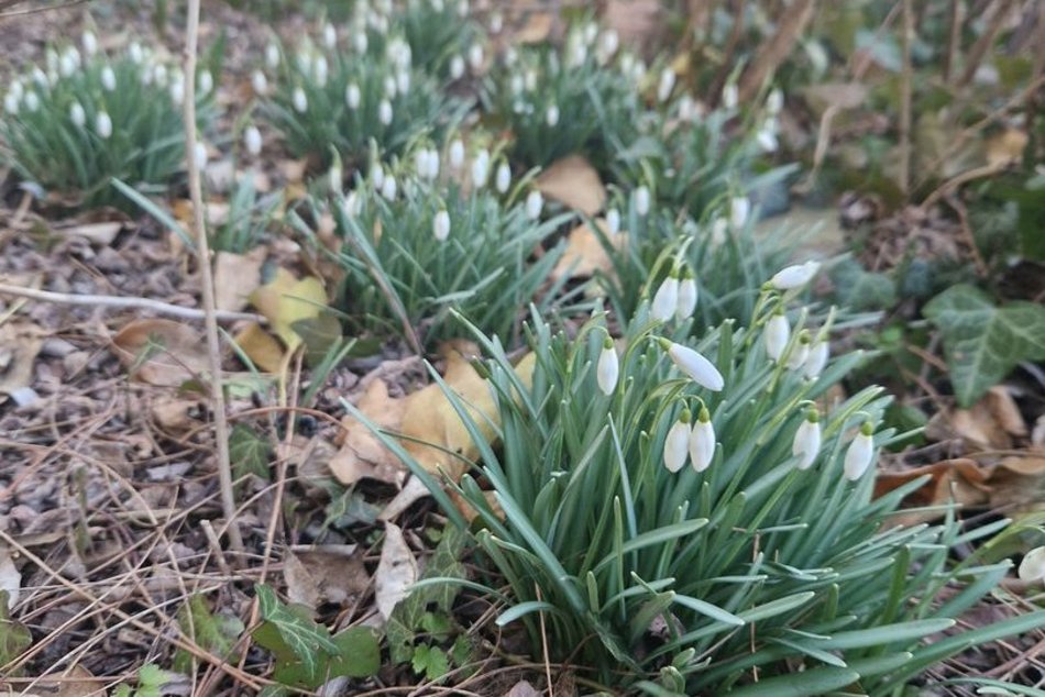 Na Dąbrowie w Łodzi już wiosna! Przebiśniegi kwitną wokół bloków