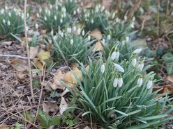 Na Dąbrowie w Łodzi już wiosna! Przebiśniegi kwitną wokół bloków
