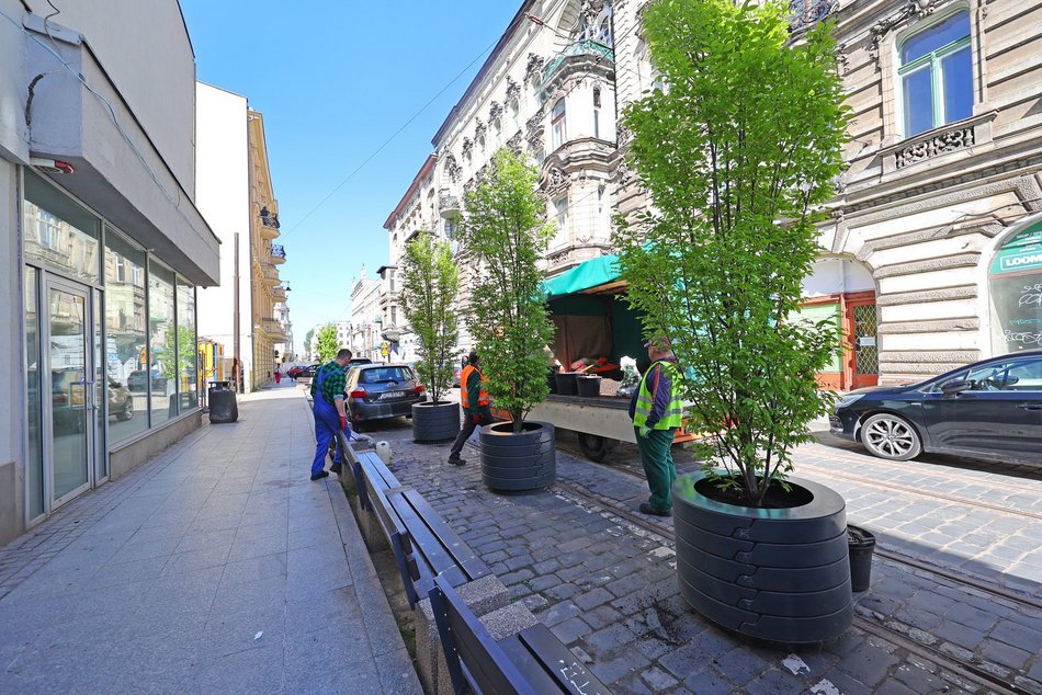 Nowe drzewa przy Zielonej w Łodzi. Zobacz, jak stawiali wielkie donice