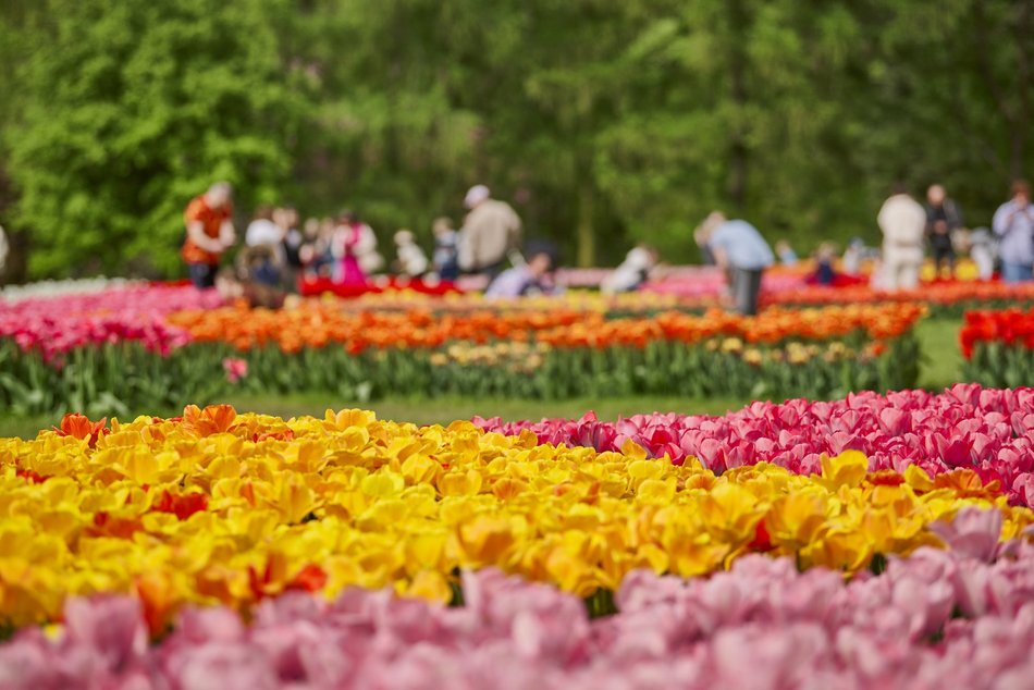 Kwitnące tulipany w Ogrodzie Botanicznym w Łodzi