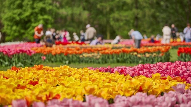 To był rekordowy weekend w Botaniku. Miłośników tulipanów są tysiące [ZDJĘCIA] 