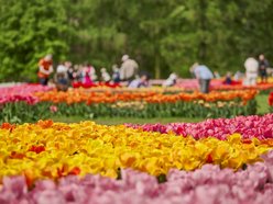 Kwitnące tulipany w Ogrodzie Botanicznym w Łodzi