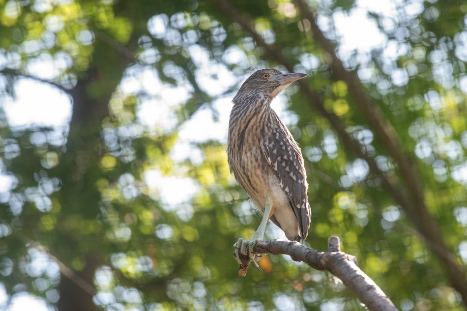 Nowe maleństwa w Orientarium Zoo Łódź. Zobacz, jak radzą sobie w nowych warunkach