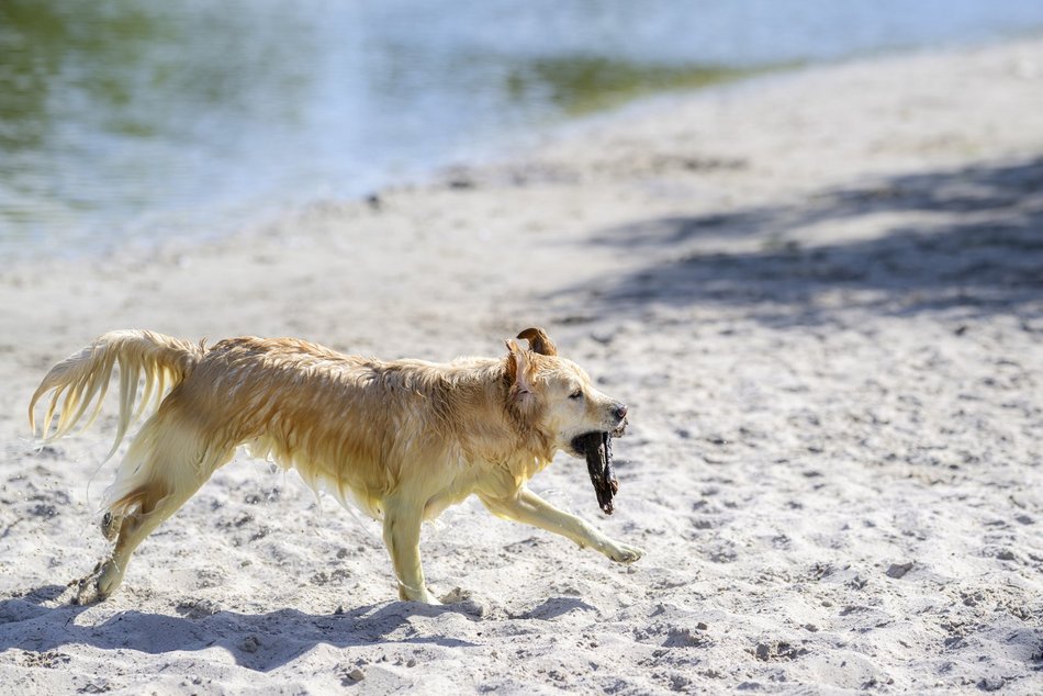 Psiejski piknik rodzinny na Uroczysku Lublinek w Łodzi. Co to była za zabawa!