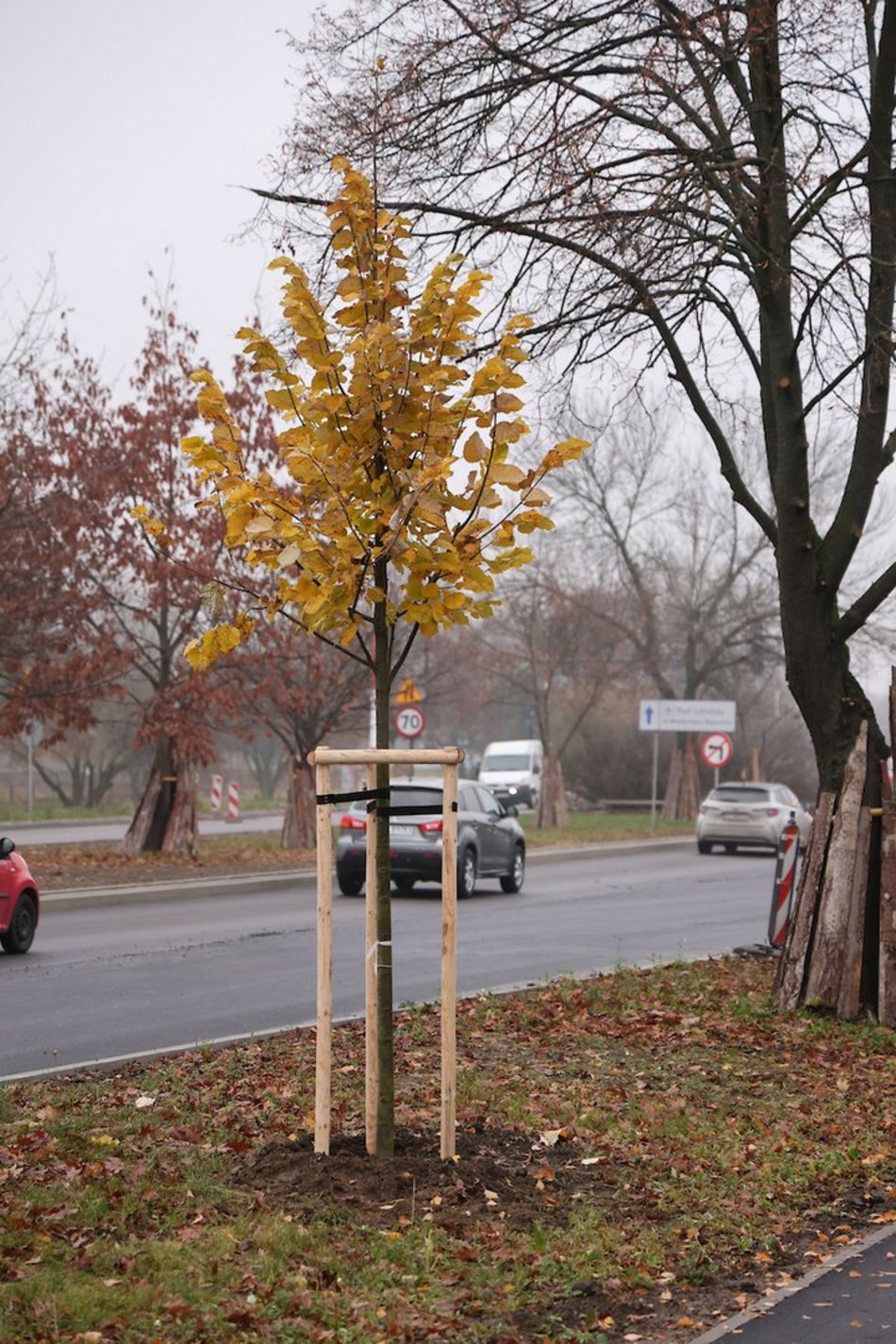 Łódź coraz bardziej zielona! Nowe drzewa pojawiły się na Górnej