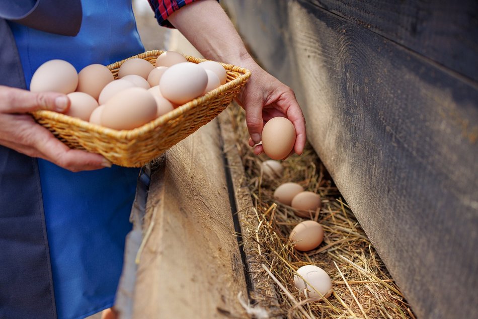 Łódź. Gdzie kupić świeże jajka w Łodzi?