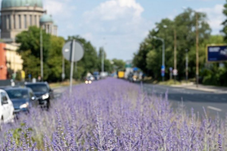 Wyjątkowe rośliny zakwitły na drodze do ronda Solidarności