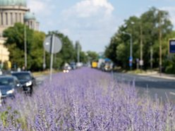 Wyjątkowe rośliny zakwitły na drodze do ronda Solidarności