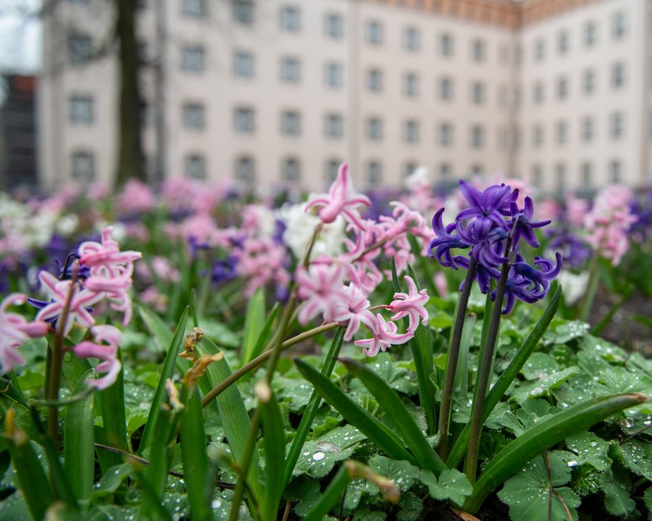 Żonkile na rondzie Solidarności