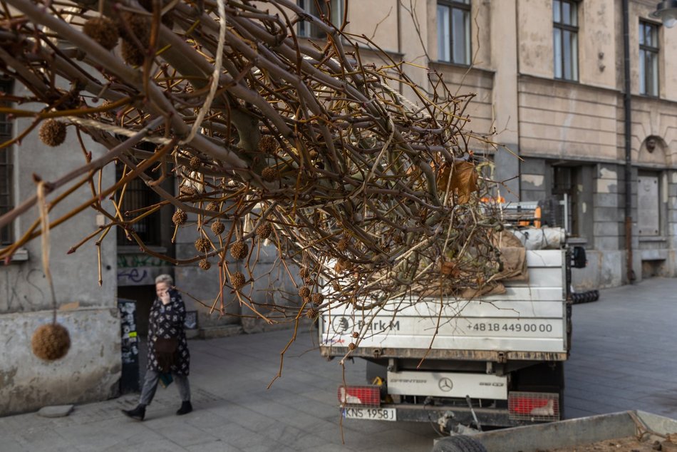 Łódź. Nowe drzewa na Piotrkowskiej w Łodzi. To także zasługa łódzkiego biznesu!