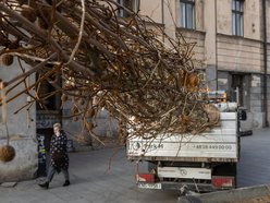 Łódź. Nowe drzewa na Piotrkowskiej w Łodzi. To także zasługa łódzkiego biznesu!