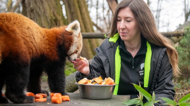 Ferie 2025 w Łodzi w Orientarium Zoo Łódź. Opiekunowie zwierząt odpowiedzą na każde pytanie