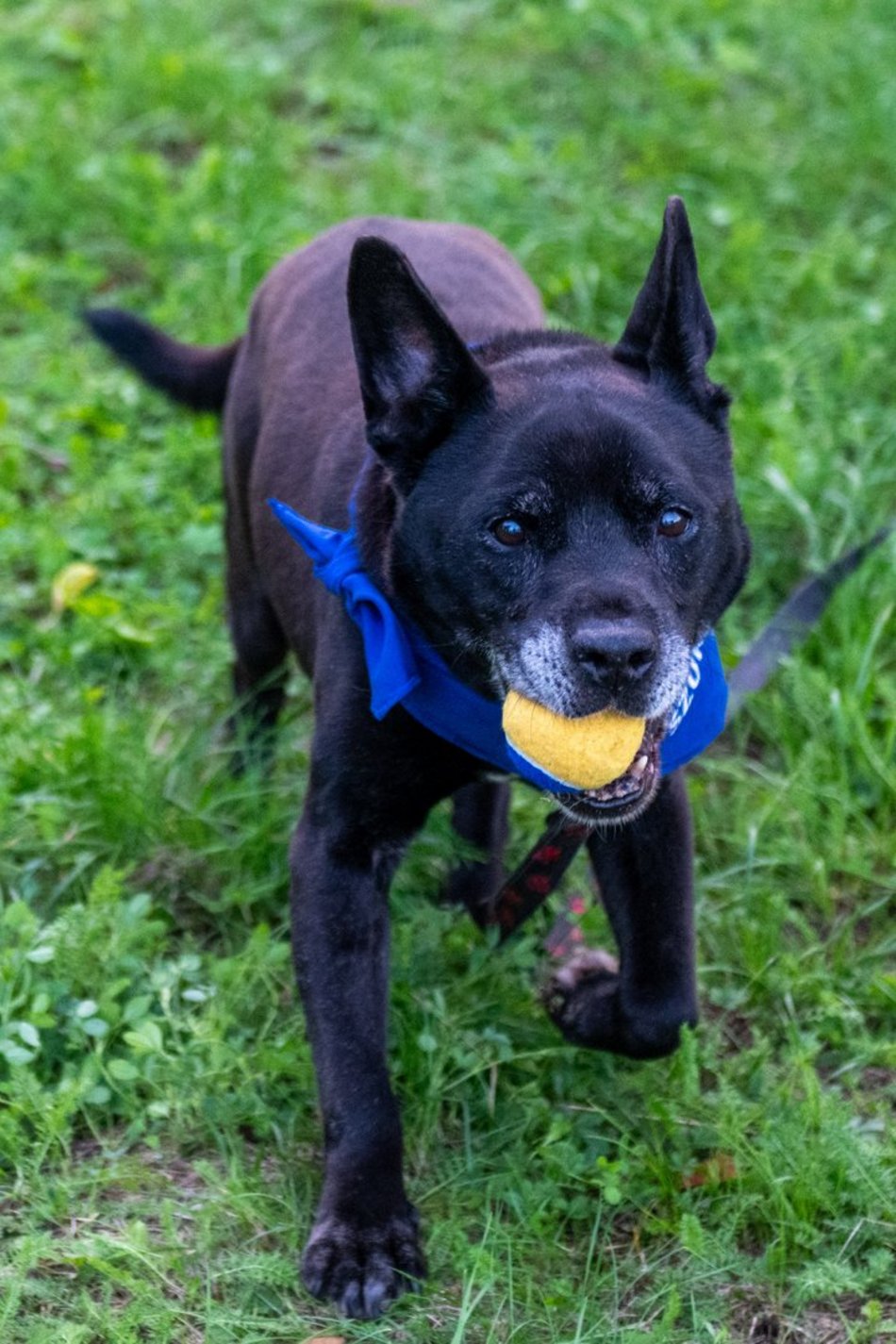 Łódź. Ostatni Psia Polówka w Łodzi za nami. Nic słodszego dziś nie zobaczysz!