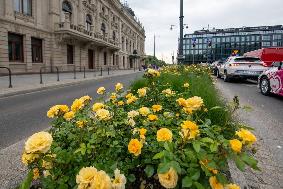 Łódź. Róże przy ul. Ogrodowej w Łodzi
