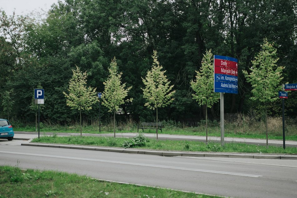 Łódź. Kilkaset nowych drzew przy Wojska Polskiego w Łodzi. Ulica zmienia się w zielony trakt