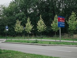 Łódź. Kilkaset nowych drzew przy Wojska Polskiego w Łodzi. Ulica zmienia się w zielony trakt