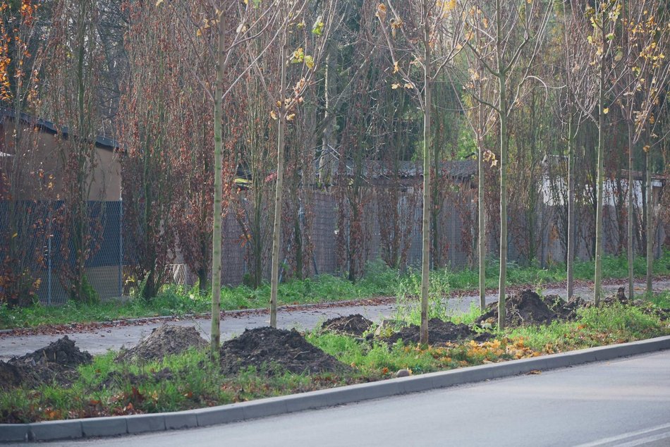 Niemal 300 nowych drzew na ul. Szczecińskiej w Łodzi