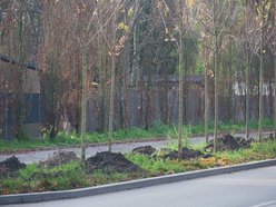 Niemal 300 nowych drzew na ul. Szczecińskiej w Łodzi