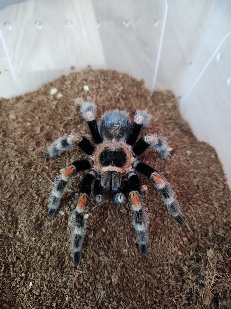 Brachypelma hamorii 