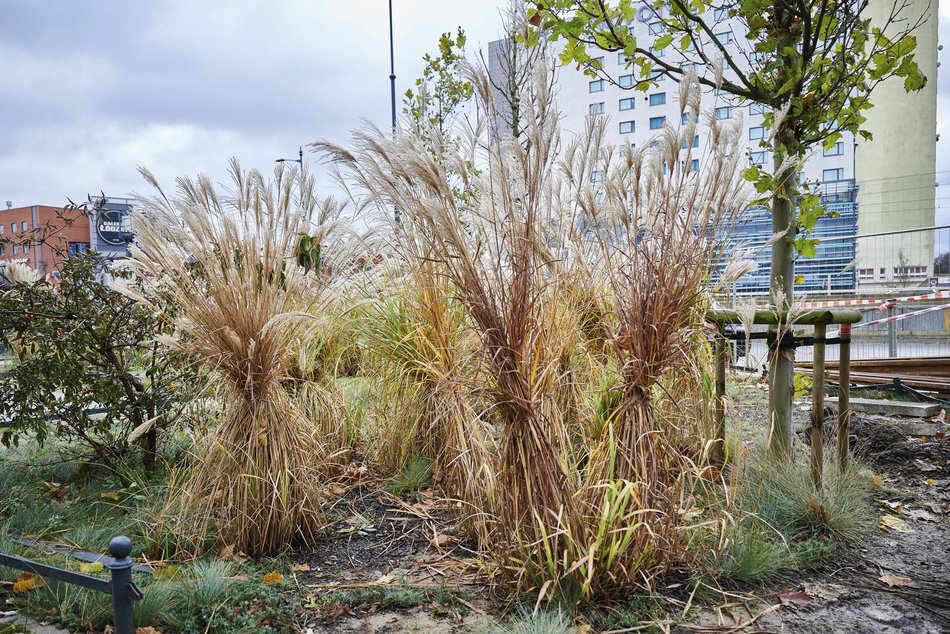 Zabezpieczanie zieleni w Łodzi na zimę