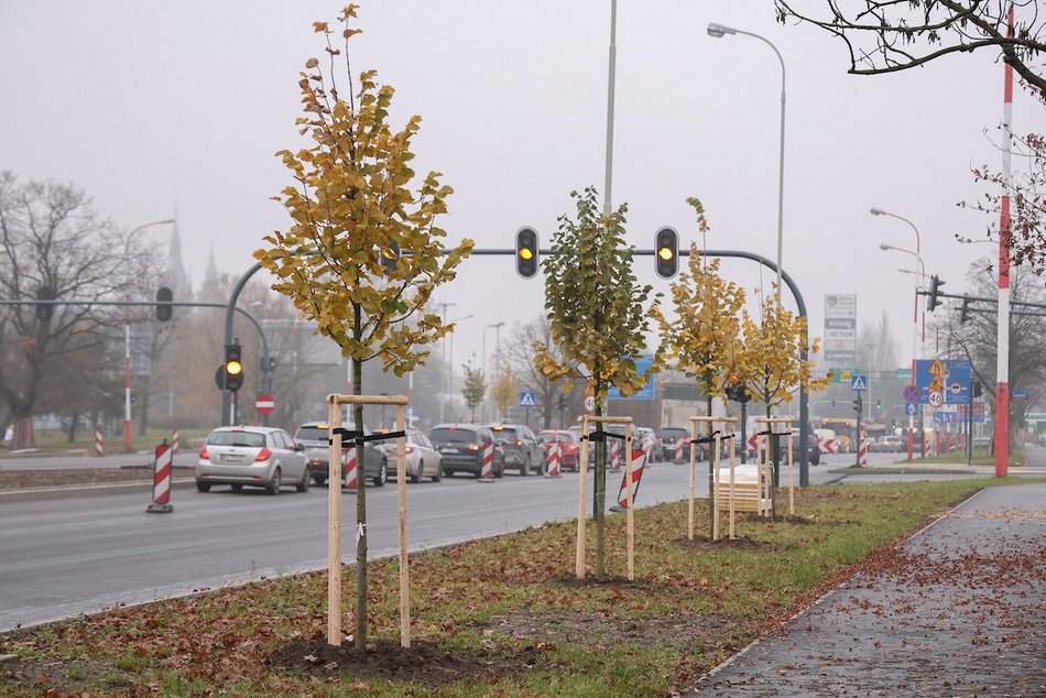 Łódź coraz bardziej zielona! Nowe drzewa pojawiły się na Górnej