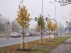 Łódź coraz bardziej zielona! Nowe drzewa pojawiły się na Górnej