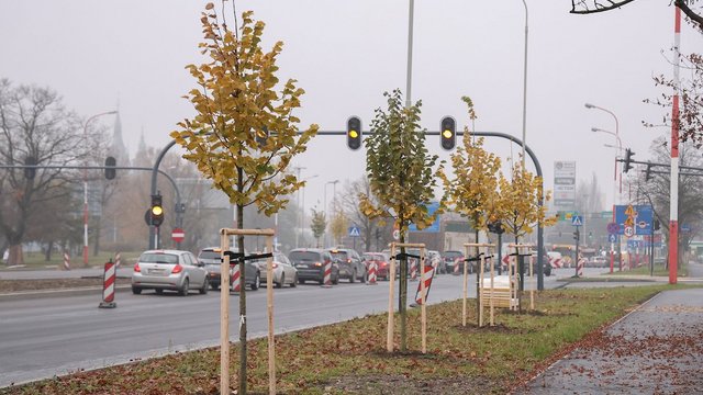 Łódź coraz bardziej zielona! Nowe drzewa pojawiły się na Górnej [ZDJĘCIA]