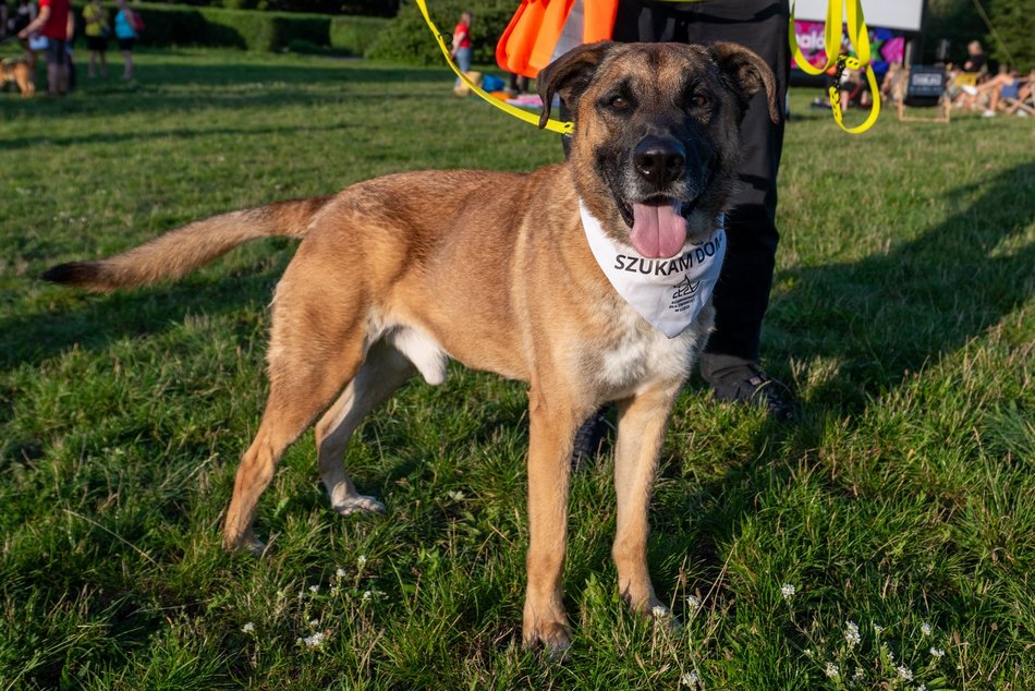 Łódź. Psia Polówka na Widzewskiej Górce. Psiaki przejęły dowodzenie!