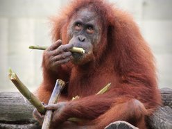 orangutan