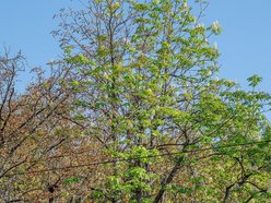 kwitnące kasztanowce