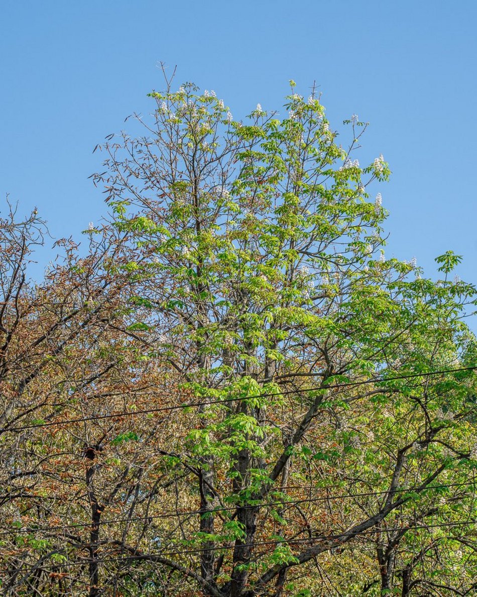 kwitnące kasztanowce