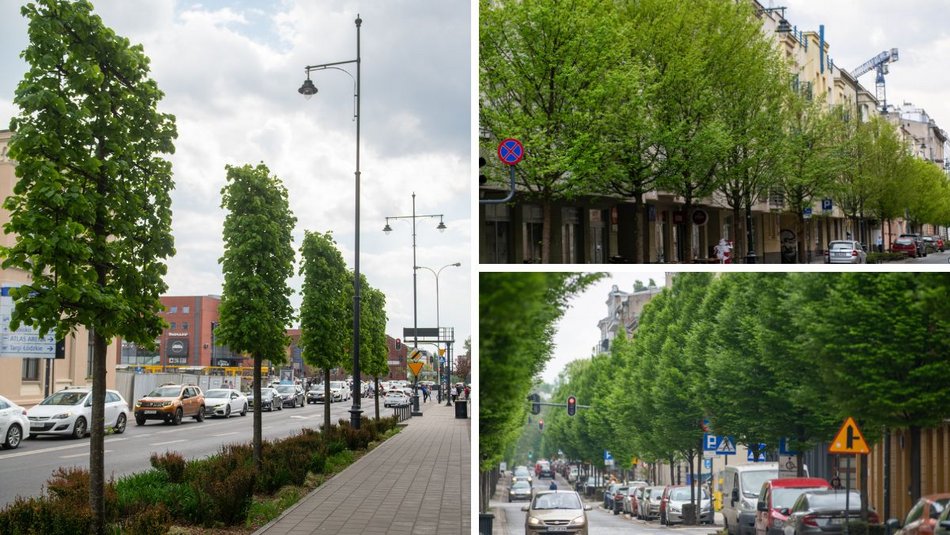 Łódź. Moc zieleni na ulicach Łodzi. To wszystko za sprawą szpalerów drzew!