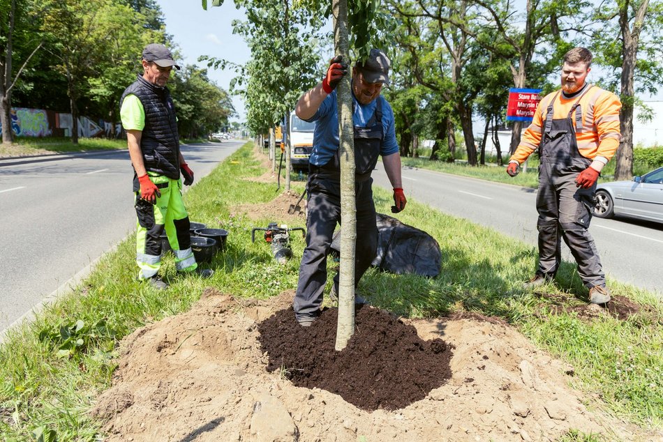 Łódź. Inflancka w Łodzi jeszcze bardziej zielona. Przybędzie aż 56 drzew!