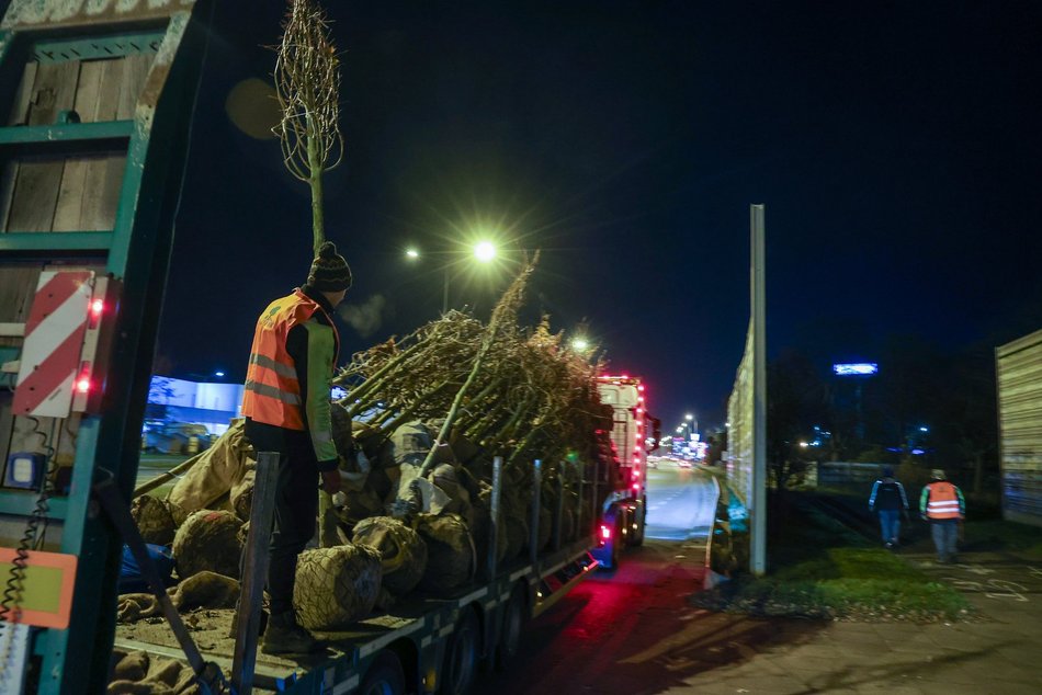 Łódź. Nowe drzewa przy Jana Pawła II