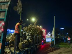 Łódź. Nowe drzewa przy Jana Pawła II