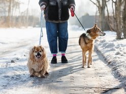 Łódź. Pani Iza i psy adoptowane ze schroniska w Łodzi